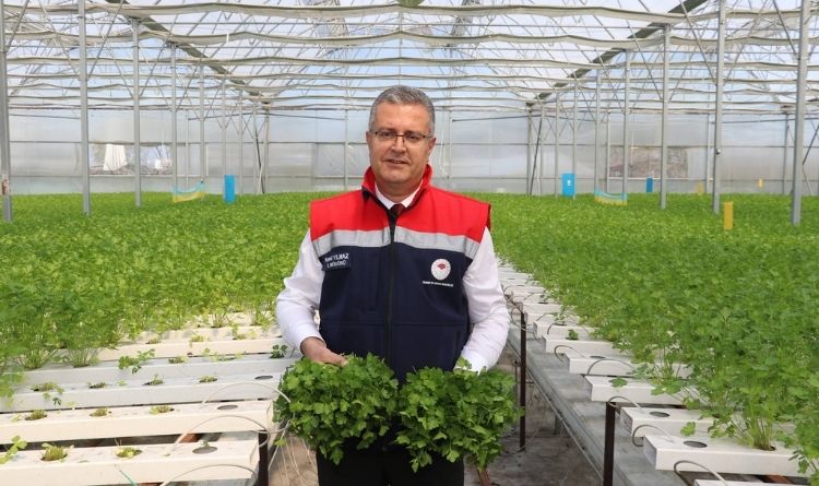 Çarşamba’da Teknolojik Tarım Atağı: Mantar, Topraksız Çilek ve Su Kültüründe Maydanoz